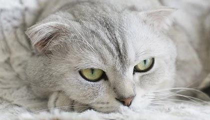 AYX GAME-北京国安主场观众热情高涨，北京国安 主场