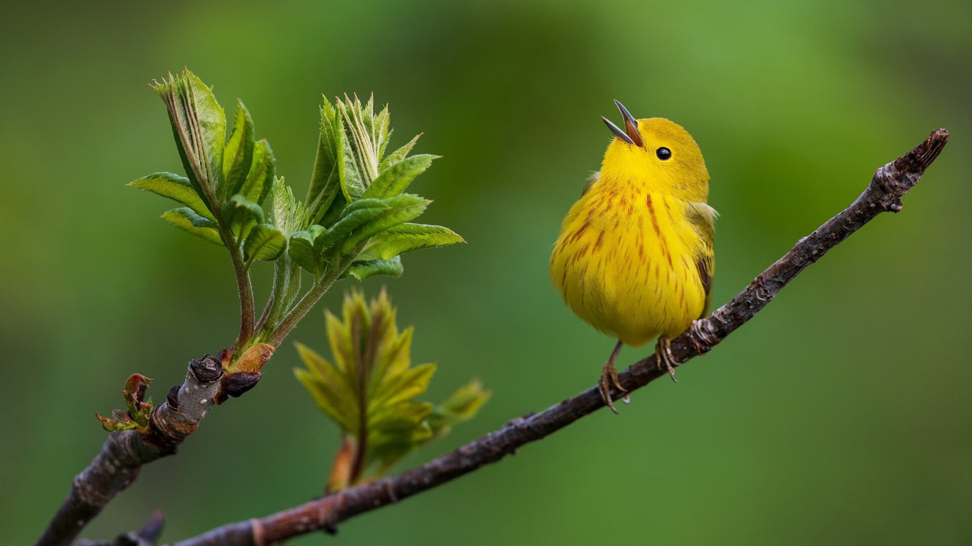 _星光大道：明星运动员助阵高端私人赛_，星光大道中国明星