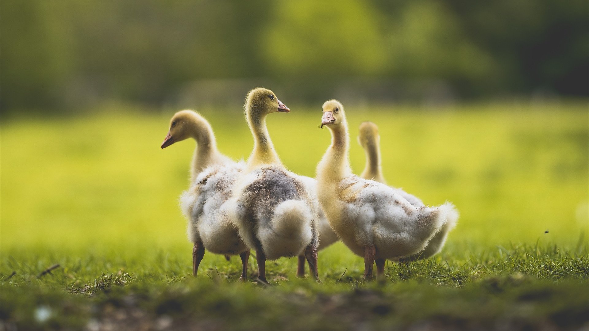 爱游戏娱乐平台-意甲精彩瞬间，球员表达心路历程，意甲球员名单谜材