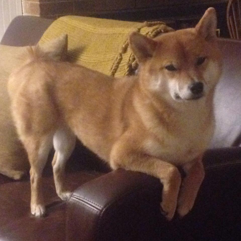 法甲引入创新战术打法,比赛内容更加丰富多彩,法甲如何