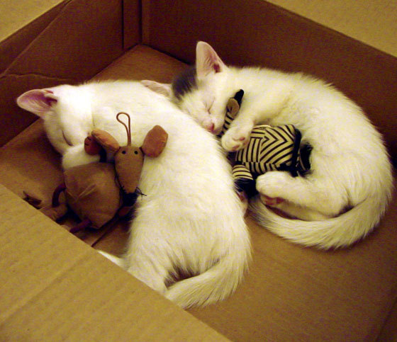 爱游戏电竞官网-马刺迎来里程碑，波波维奇执教生涯再添光彩，马刺教练波波维奇