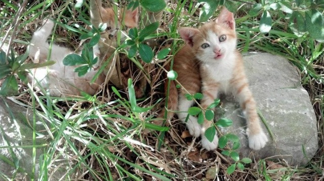 伯恩利中场组织稳定,克拉文公园力争胜利,克恩里伯斯贴吧