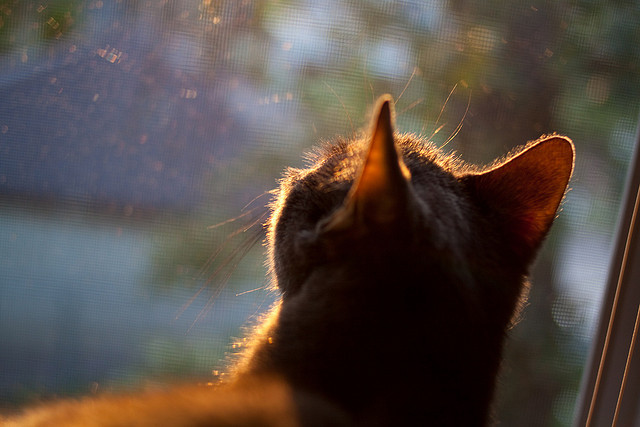 巴黎圣日耳曼憾负，未能晋级欧冠四强，巴黎圣日耳曼欧冠战绩2020