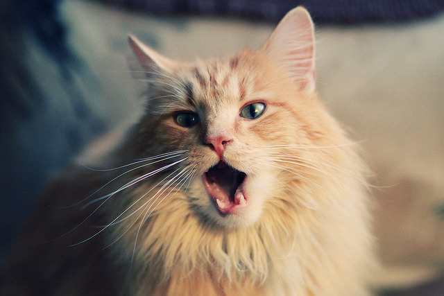 斯旺西客场取胜，连续两个客场胜利，球队浴火重生，斯旺西主场球衣