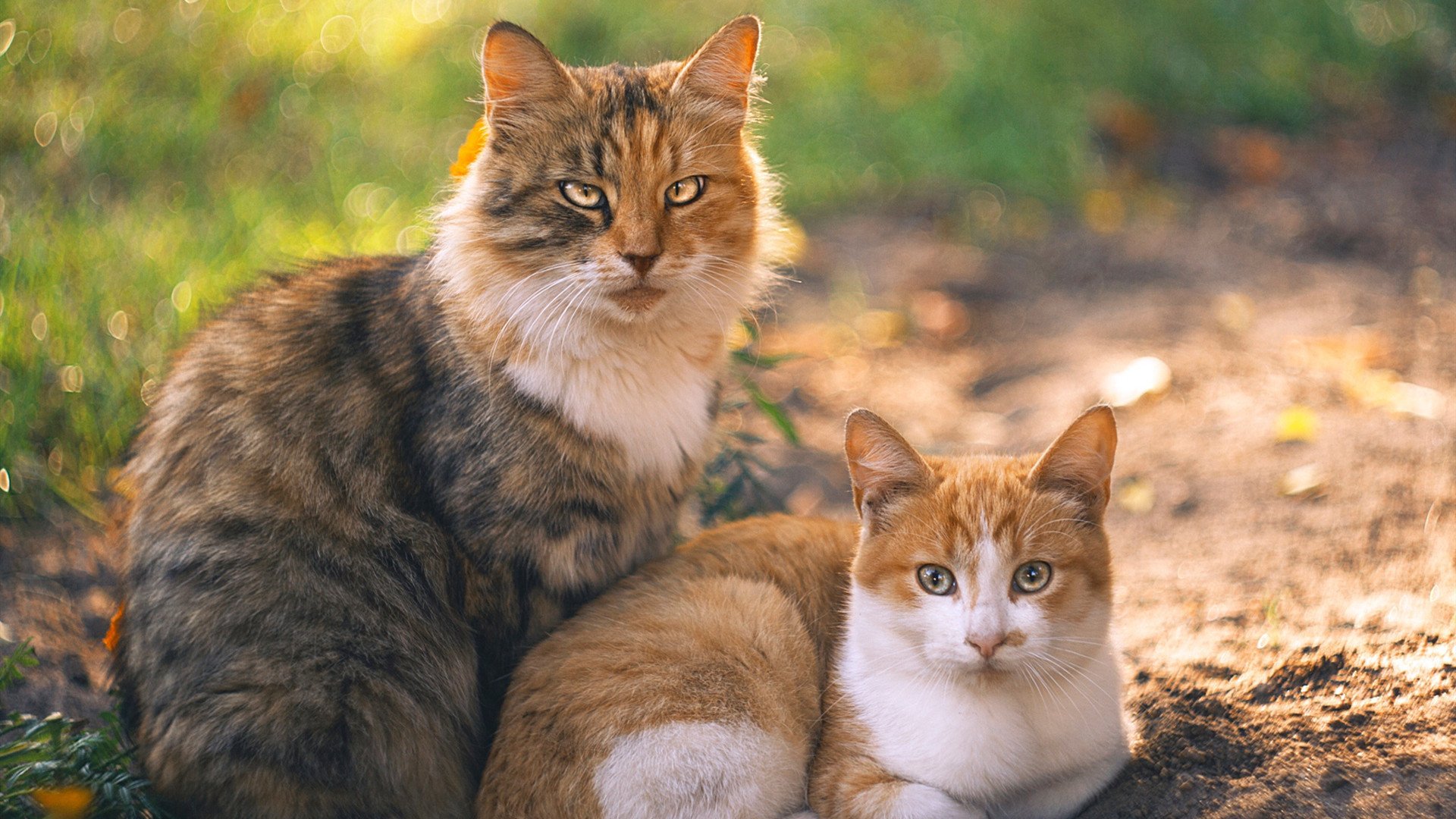 爱游戏下载-爵士反弹主场战胜热火，爵士全场54分