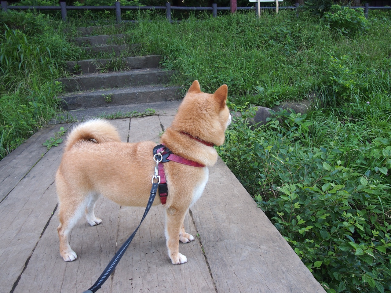 电竞战队财务管理体系建设及盈利模式多样化探索,电竞战队会计岗位需求