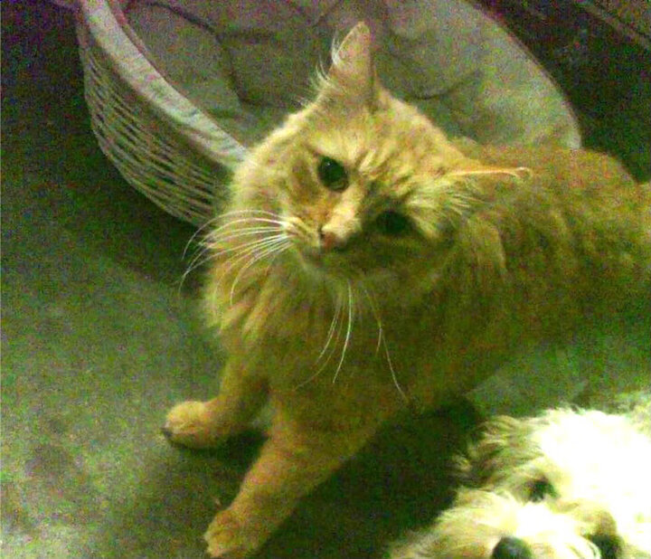 爱游戏-电竞赛事风险管理与安全保障体系，电竞赛事组织方一般包括有_