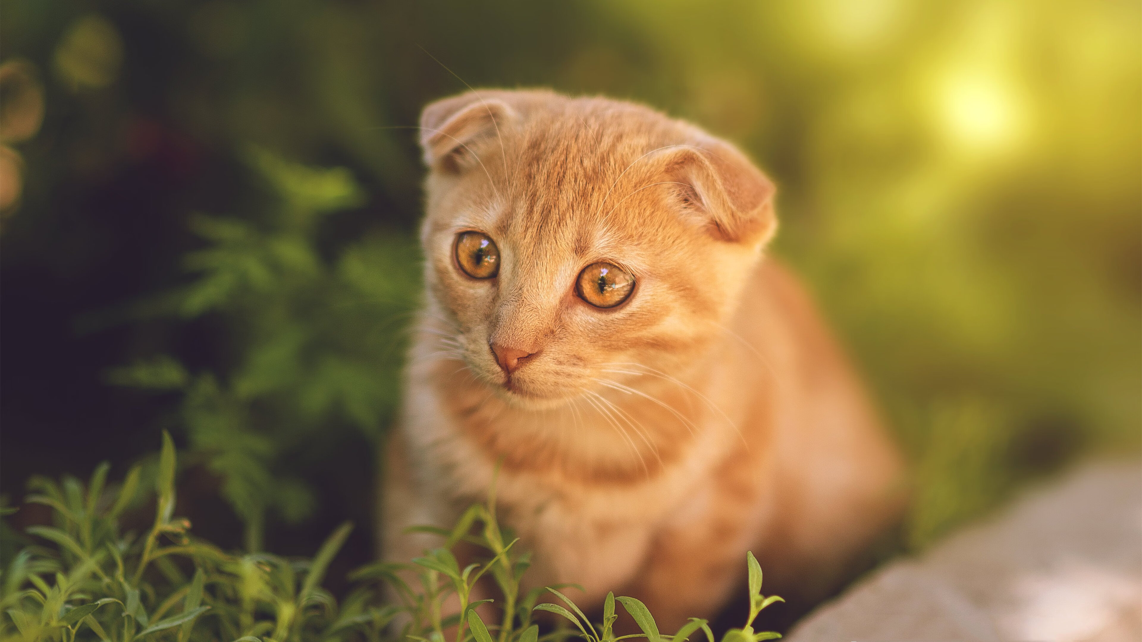 爱游戏下载-篮球运动员抗压训练技巧，篮球运动员抗压训练技巧有哪些