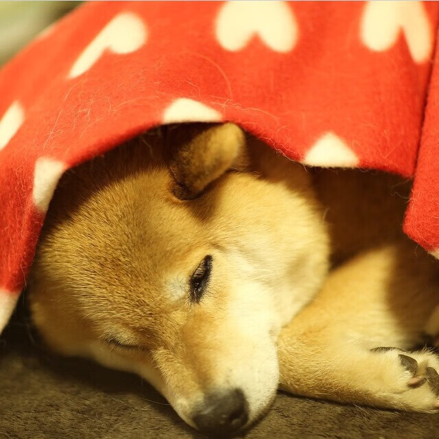 篮球运动员抗压训练技巧,篮球运动员抗压训练技巧有哪些