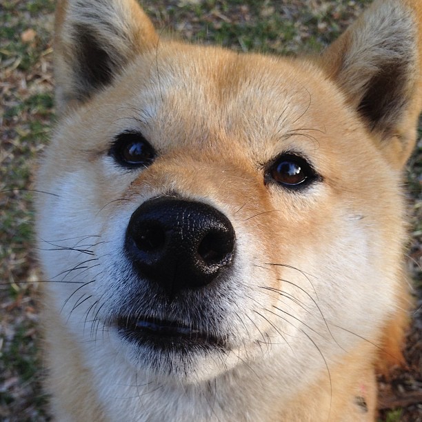 中国女篮集中训练成效逐步显现，中国女篮集中训练成效逐步显现的原因