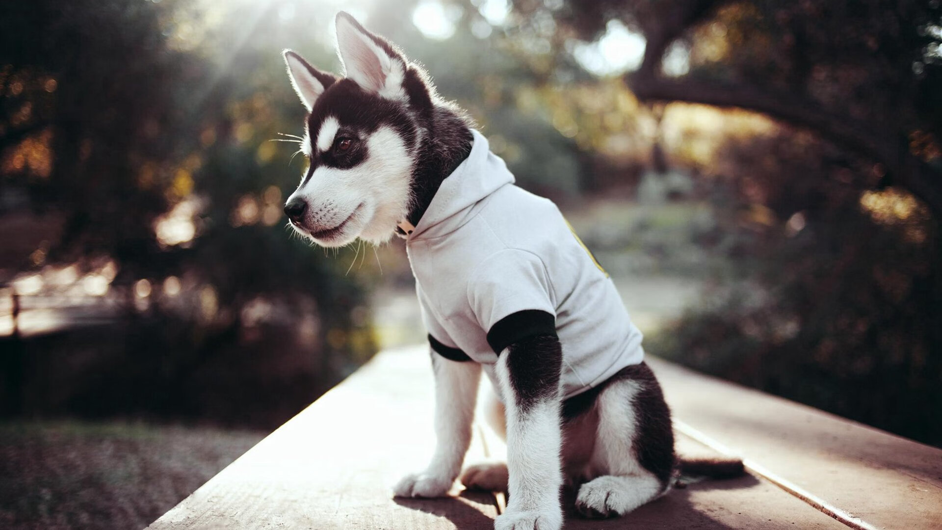 “美洲狮队进军橄榄球冠军赛决赛,世界橄榄球格局或将改变”