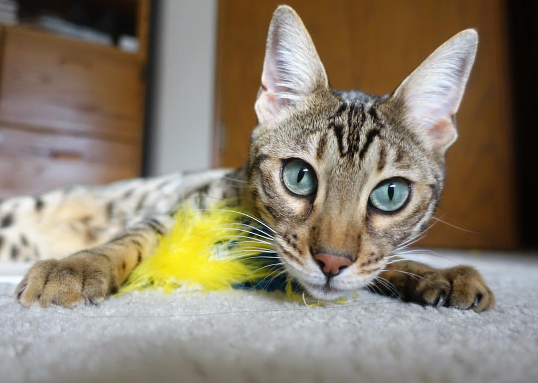 世界杯大战激燃:精彩瞬间一秒不落!,世界杯精彩瞬间视频