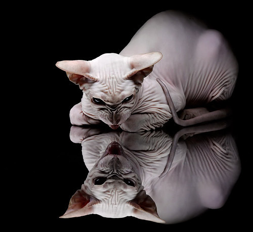 德甲快节奏引领：每次攻防都让人生畏，德甲最快提前几轮夺冠