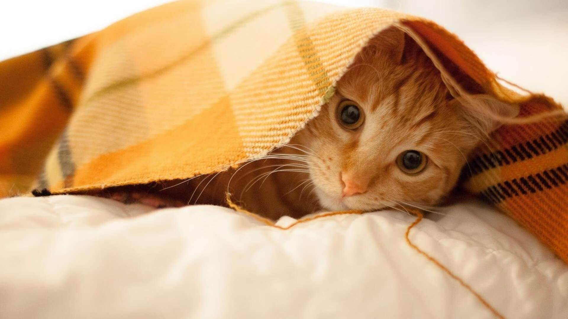 爱尔兰青训系统助力橄榄球未来腾飞,爱尔兰橄榄球联盟